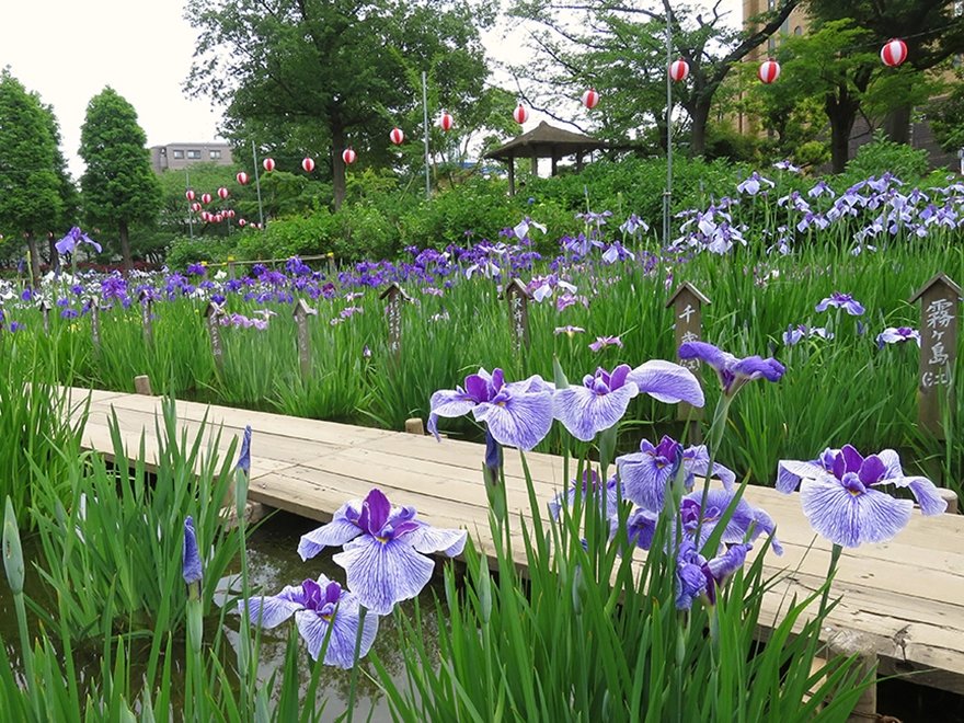 🏞️ 창포 늪 공원(쇼부누마 코엔) 이미지 6